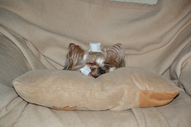 Elli from The Golden Morning - yorkshire terrier | I do not mind the cacophony of firecrackers and fireworks. I sleep very deeply.