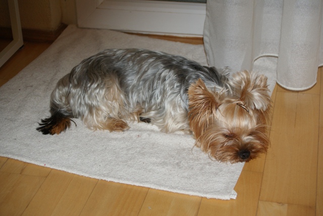 Bright Eyed Hiro Fred - yorkshire terrier |  New Year's Eve night. Just a little disturbed me the cacophony of firecrackers and fireworks.