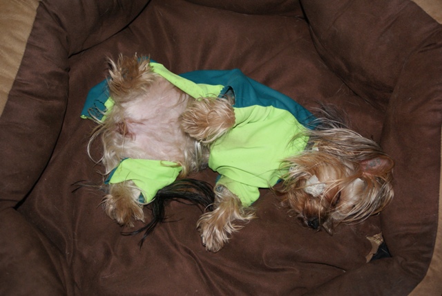 Elli from The Golden Morning - yorkshire terrier | Tired