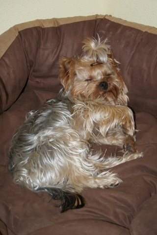 Bright Eyed Hiro Fred - yorkshire terrier |  Home again. I reserved my place. I'm a little Pasha.