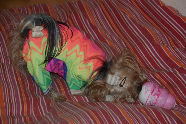 Elli from The Golden Morning - yorkshire terrier | I work hard, that I may gain a tasty morsel.