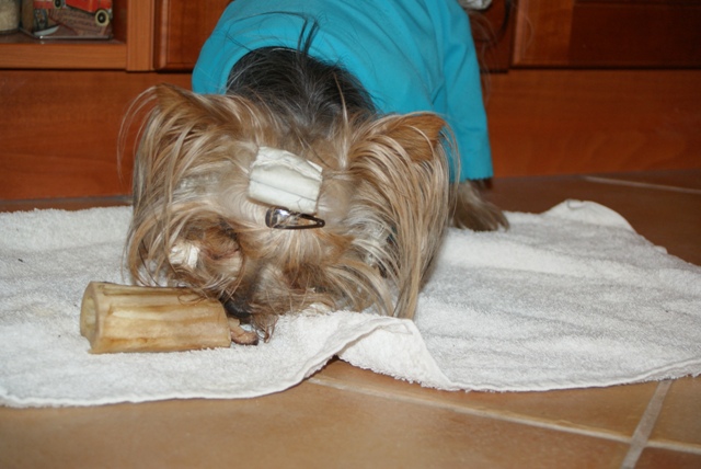 Elli from The Golden Morning - yorkshire terrier | Everyone got a piece of marrow/meaty bone. Unfortunately did not last too long.