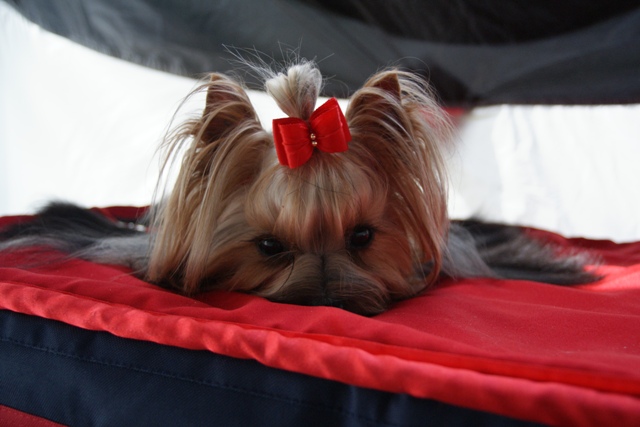 Elli from The Golden Morning - yorkshire terrier | I wait for the my moment.
