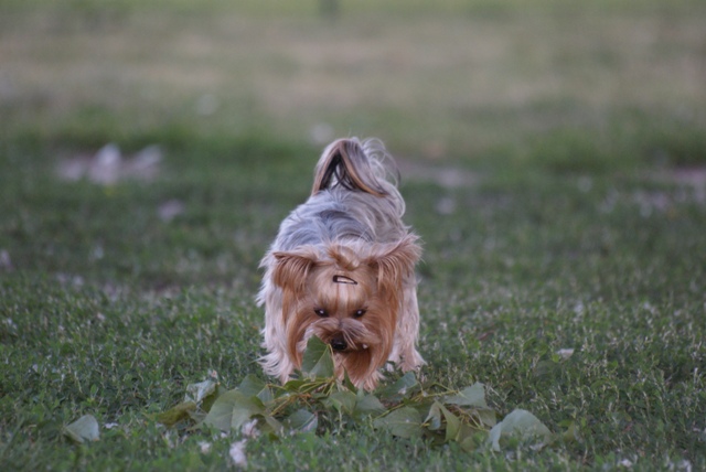Bright Eyed Hiro Fred - yorkshire terrier |  In dog running. Journey of discovery.
