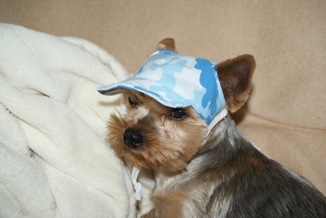 Bright Eyed Hiro Fred - yorkshire terrier |  I got a baseball cap.
