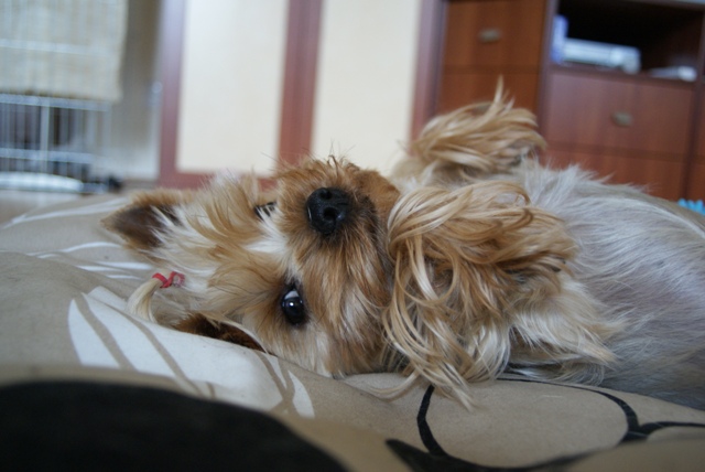 Bright Eyed Hiro Fred - yorkshire terrier |  I look forward to caressing.