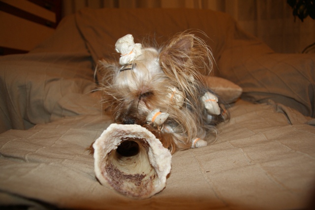 Elli from The Golden Morning - yorkshire terrier | This is not a horn. I do not play, but I work hard.