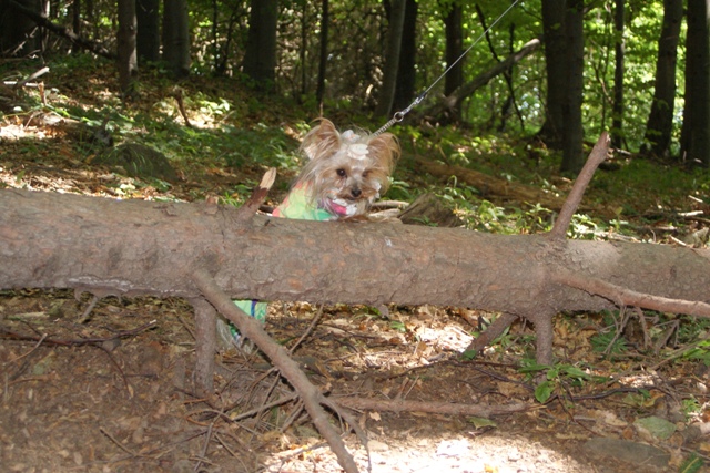 Elli from The Golden Morning - yorkshire terrier | The jump start...