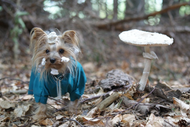 Elli from The Golden Morning - yorkshire terrier | I met with a 'tiny' mushroom.