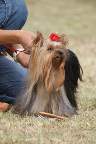 Elli from The Golden Morning - yorkshire terrier | Again, in a dog show.