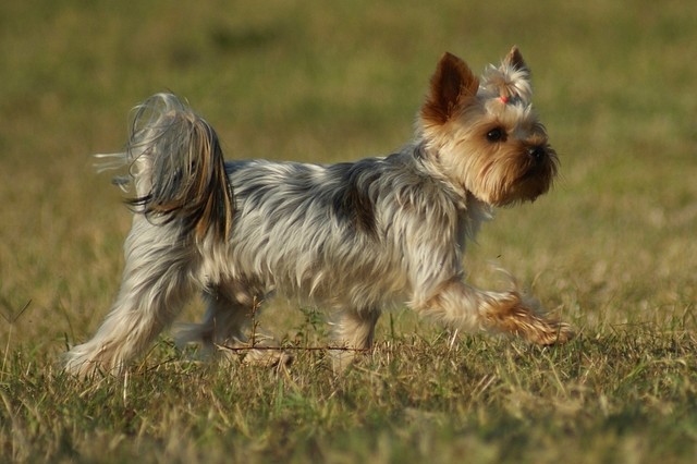 Bright Eyed Hiro Fred - yorkshire terrier |  The first coursing where Álom run. Before she started I surveyed the terrain.