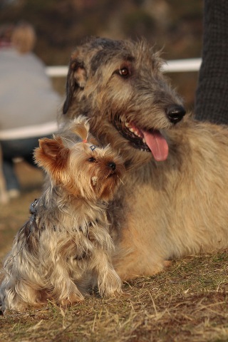 Bright Eyed Hiro Fred - yorkshire terrier |  A little friend of mine (Blanky) and me..