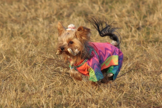 Elli from The Golden Morning - yorkshire terrier | The photo made ​​it when I ran after the rabbit.