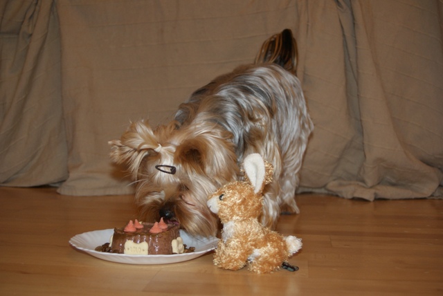 Bright Eyed Hiro Fred - yorkshire terrier |  I received a very delicious cake and a little bunny for my birthday.