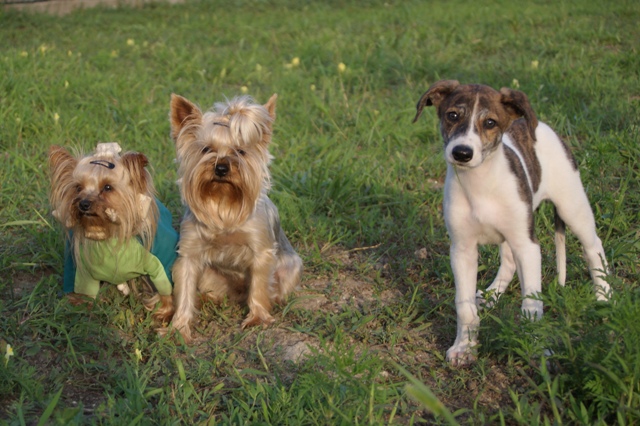 Elli from The Golden Morning - yorkshire terrier | Virág came to visit us.