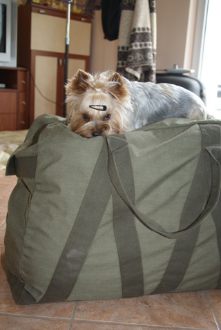 Bright Eyed Hiro Fred - yorkshire terrier |  The package is complete. Ready to go.