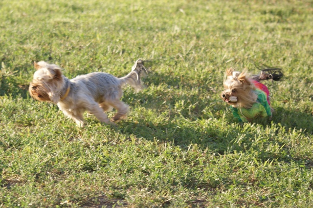 Elli from The Golden Morning - yorkshire terrier | Papi home-made ​​Coursing us. I love this sport. We ran good.