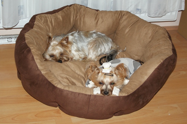 Elli from The Golden Morning - yorkshire terrier | In the Mami's office.