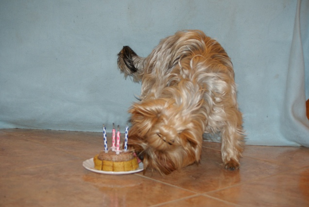 Bright Eyed Hiro Fred - yorkshire terrier |  My fourth birthday cake.
