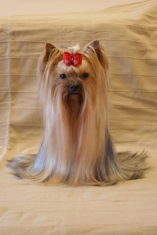 Elli from The Golden Morning - yorkshire terrier | The little queen.
