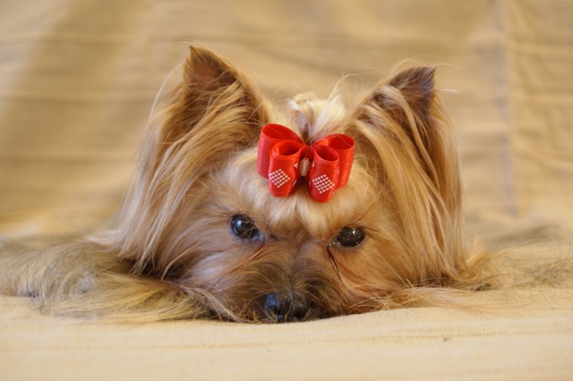 Elli from The Golden Morning - yorkshire terrier | This image really I am.