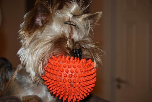 Bright Eyed Hiro Fred - yorkshire terrier |  It's not easy to play with the big ball.