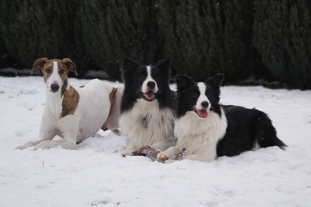 Pannon-Oriental Álom - magyar agár | Me and my friends. They do not feel how cold the snow.