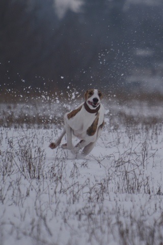 Pannon-Oriental Álom - magyar agár | I like to run. In this case, I'm very happy.