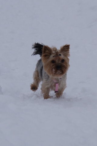 Elli from The Golden Morning - yorkshire terrier | Running.