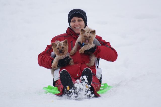 Elli from The Golden Morning - yorkshire terrier | Sliding...