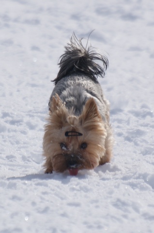 Elli from The Golden Morning - yorkshire terrier | I tasted what flavor the snow. Clean. Very clean.