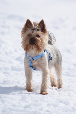 Bright Eyed Hiro Fred - yorkshire terrier |  All is well!