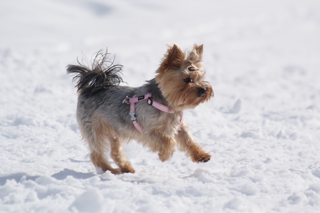 Elli from The Golden Morning - yorkshire terrier | A big leap...