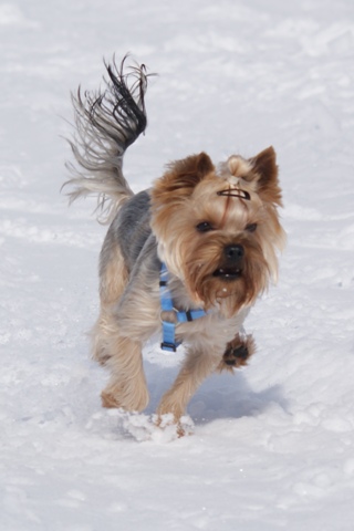 Bright Eyed Hiro Fred - yorkshire terrier |  Running.