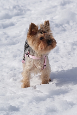 Elli from The Golden Morning - yorkshire terrier | What do you say? Which way to go?