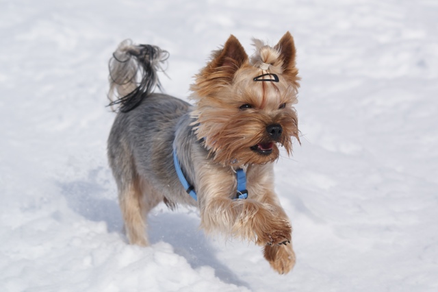 Bright Eyed Hiro Fred - yorkshire terrier |  I catch you...