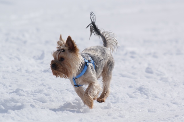 Bright Eyed Hiro Fred - yorkshire terrier |  I focus...