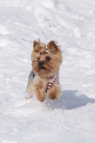 Elli from The Golden Morning - yorkshire terrier | The enchanted...