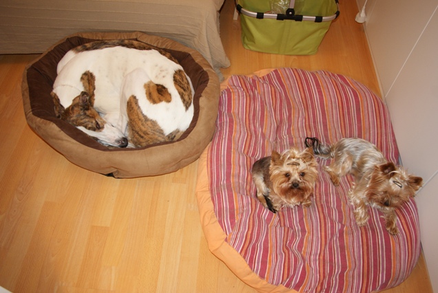 Elli from The Golden Morning - yorkshire terrier | Mami's office we rest.