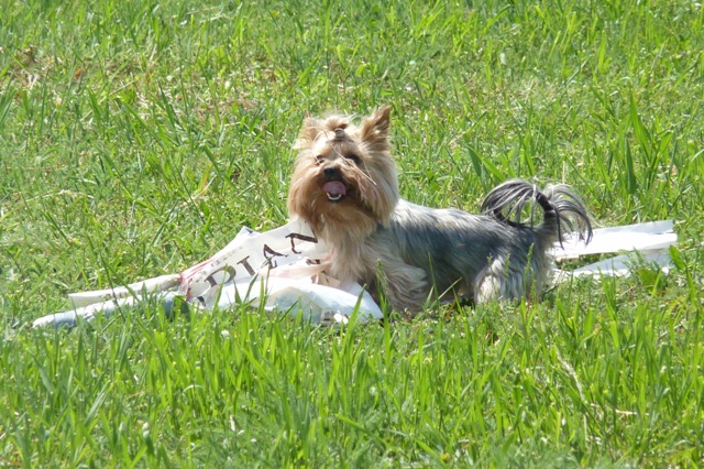 Elli from The Golden Morning - yorkshire terrier | I caught the rabbit. The mine.