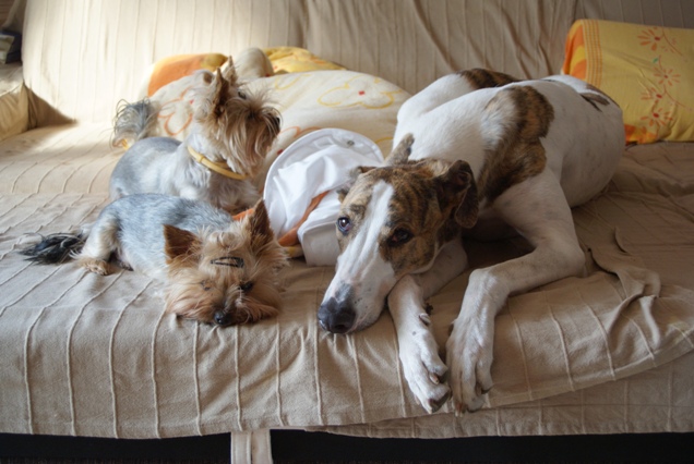 Elli from The Golden Morning - yorkshire terrier | Three of us...