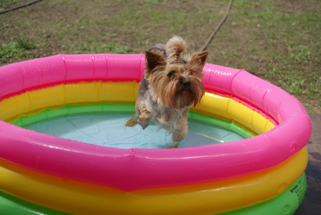 Elli from The Golden Morning - yorkshire terrier | Beaching.