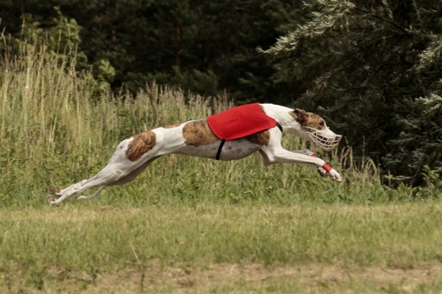 Pannon-Oriental Álom - magyar agár | Coursing European Championship: 5th place, again.