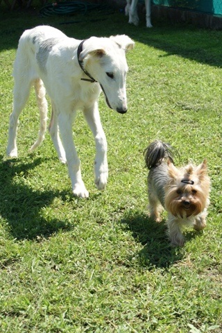 Elli from The Golden Morning - yorkshire terrier | Aurora lived with us for several days. I showed her the garden.