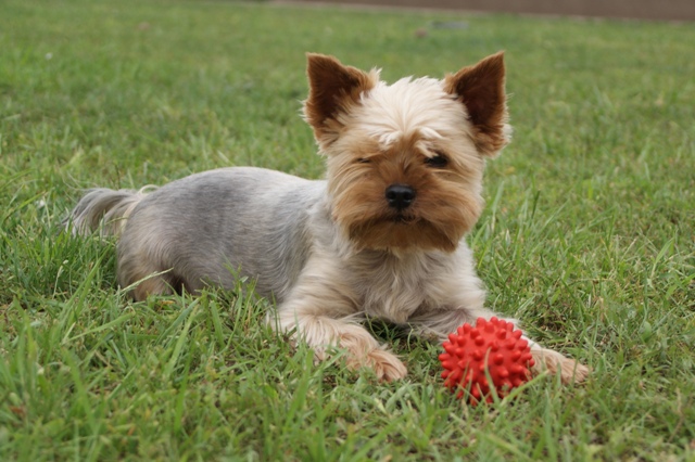 Bright Eyed Hiro Fred - yorkshire terrier |  This is mine. Do not try to take away from me.
