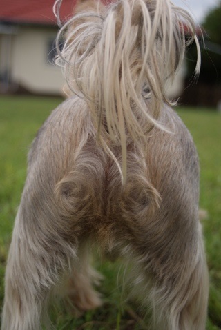 Bright Eyed Hiro Fred - yorkshire terrier |  My Mami said the most beautiful cowlick.