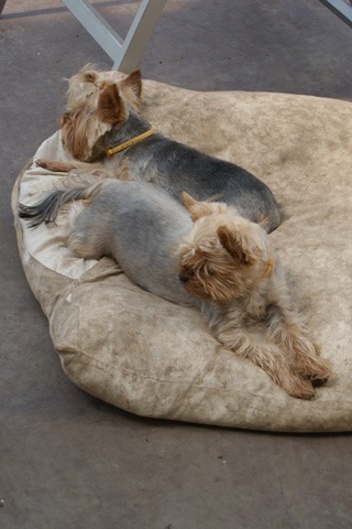 Elli from The Golden Morning - yorkshire terrier | Side by side... through thick and thin.