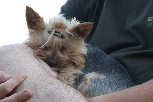 Elli from The Golden Morning - yorkshire terrier | Of course, Papi's lap.