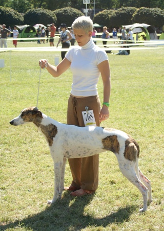 Pannon-Oriental Álom - magyar agár | On the dog show.
