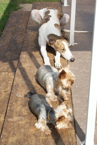 Elli from The Golden Morning - yorkshire terrier | Sunbathing on the stairs with Álom and Gubanc.